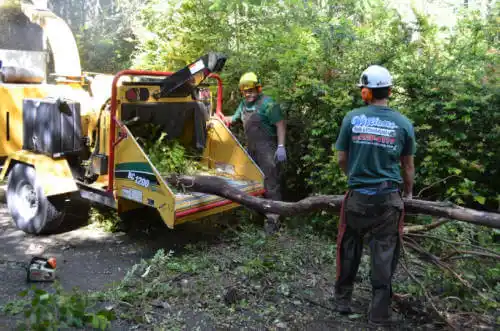 tree services Camino Tassajara